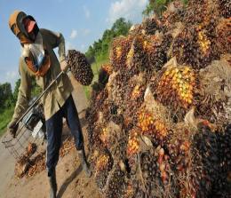 Ilustrasi harga buah sawit di Riau naik jelang Ramadan (foto/int)